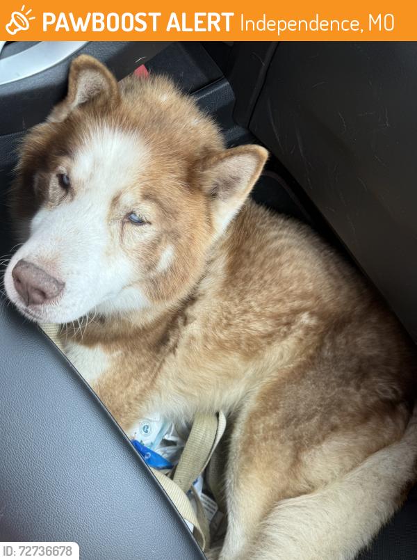 Found/Stray Male Dog last seen Jones and Salisbury , Independence, MO 64050