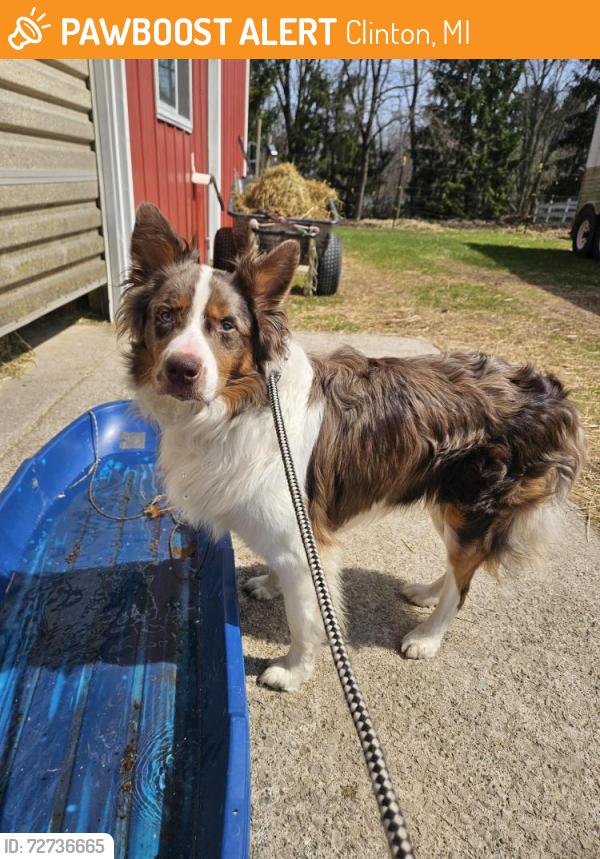 Found/Stray Male Dog last seen Between Allen and Bowens rd., Clinton, MI 49236
