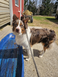 Found/Stray Male Dog last seen Between Allen and Bowens rd., Clinton, MI 49236