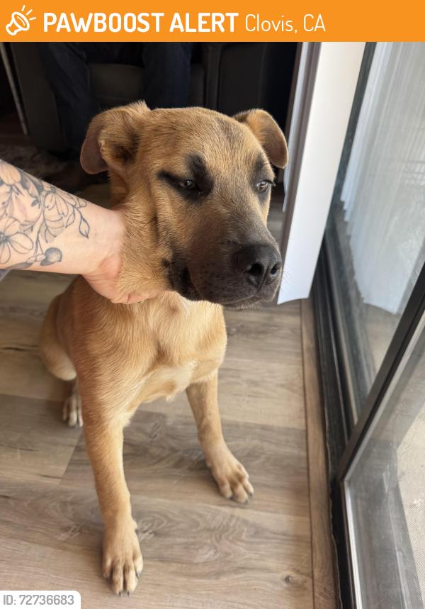 Found/Stray Male Dog last seen Shaw and Academy , Clovis, CA 93619