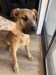 Found/Stray Male Dog last seen Shaw and Academy , Clovis, CA 93619
