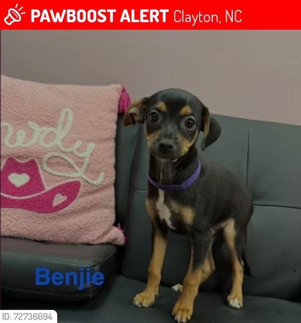 Lost Male Dog last seen Maple tree lane and Shelmore, Clayton, NC 27527
