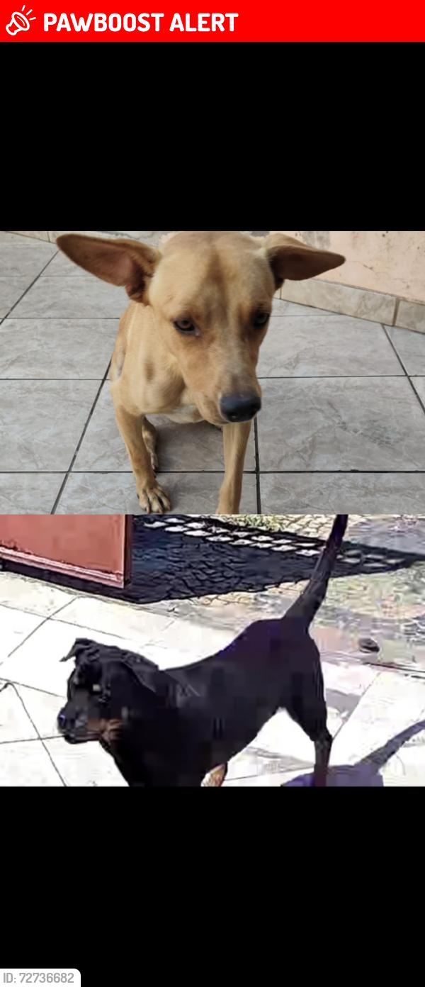 Lost Male Dog last seen Av amizade , Santa Bárbara d'Oeste, SP 13455-425