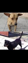 Lost Male Dog last seen Av amizade , Santa Bárbara d'Oeste, SP 13455-425