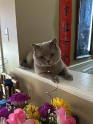 Lost Male Cat last seen Coons road & Humberland drive, Richmond Hill, ON L4E 3Y5