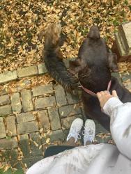 Found/Stray Male Dog last seen bishop and Belvin Street , San Marcos, TX 78666