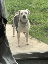 Lost Male Dog last seen Rosecrans, Avalon, Roy Campanella park, central , Compton, CA 90220