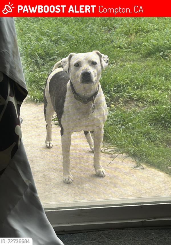 Lost Male Dog last seen Rosecrans, Avalon, Roy Campanella park, central , Compton, CA 90220