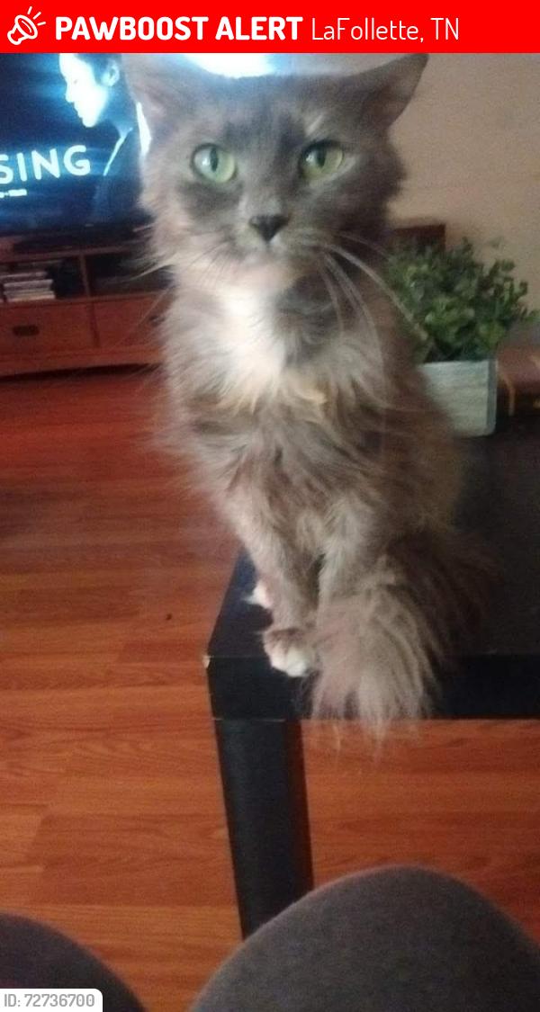 Lost Female Cat last seen Near Cross Valley Rd, LaFollette, TN 37766
