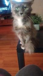 Lost Female Cat last seen Near Cross Valley Rd, LaFollette, TN 37766