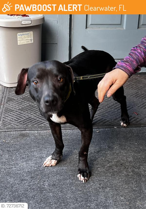Found/Stray Female Dog last seen Sherwood, Clearwater, FL 33758