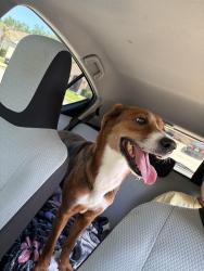 Found/Stray Female Dog last seen Wood landing reserves of minneola, Minneola, FL 34715