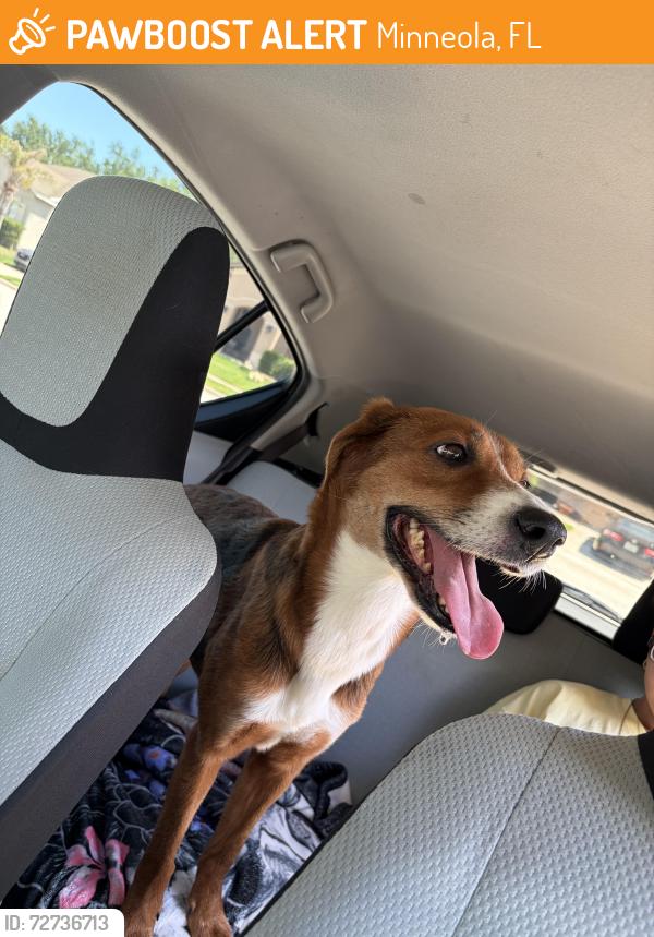 Found/Stray Female Dog last seen Wood landing reserves of minneola, Minneola, FL 34715