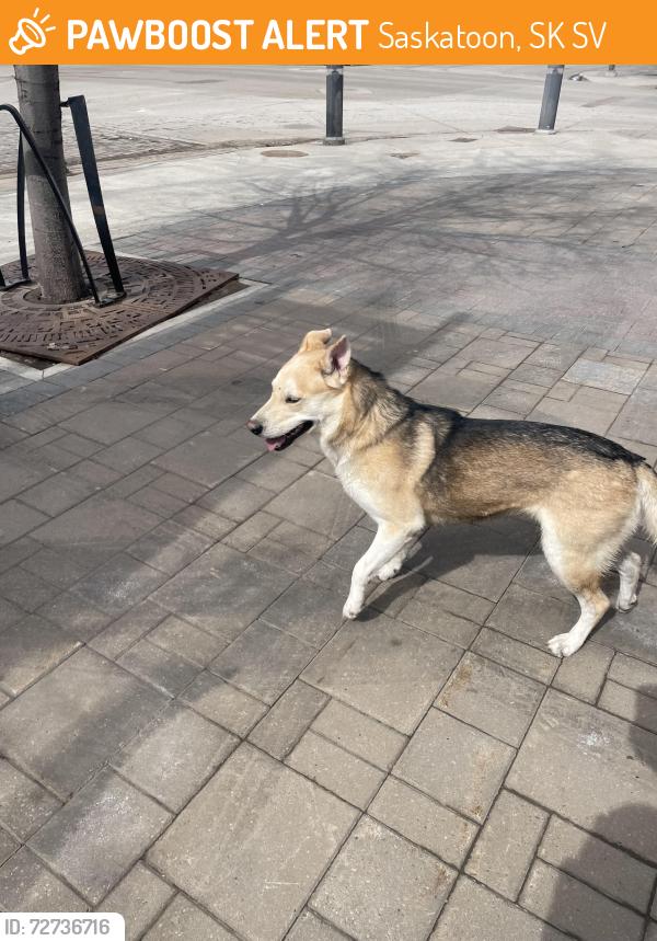 Found/Stray Male Dog last seen 19th and ave c, Saskatoon, SK S7V