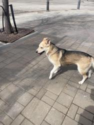 Found/Stray Male Dog last seen 19th and ave c, Saskatoon, SK S7V