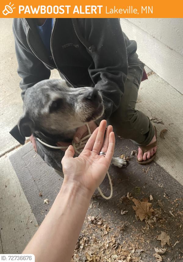 Found/Stray Unknown Dog last seen Near Foxboro Park, Lakeville, MN 55044