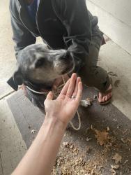 Found/Stray Unknown Dog last seen Near Foxboro Park, Lakeville, MN 55044