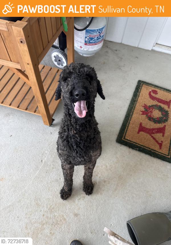 Found/Stray Male Dog last seen Memorial Blvd , Sullivan County, TN 37664