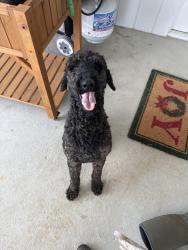 Found/Stray Male Dog last seen Memorial Blvd , Sullivan County, TN 37664