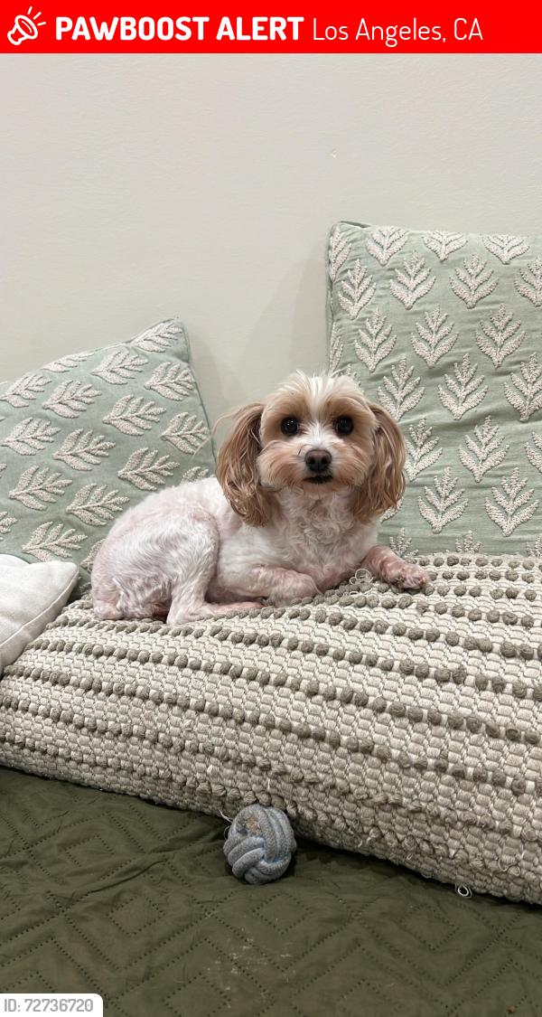 Lost Female Dog last seen National Blvd & Bagley, Los Angeles, CA 90034