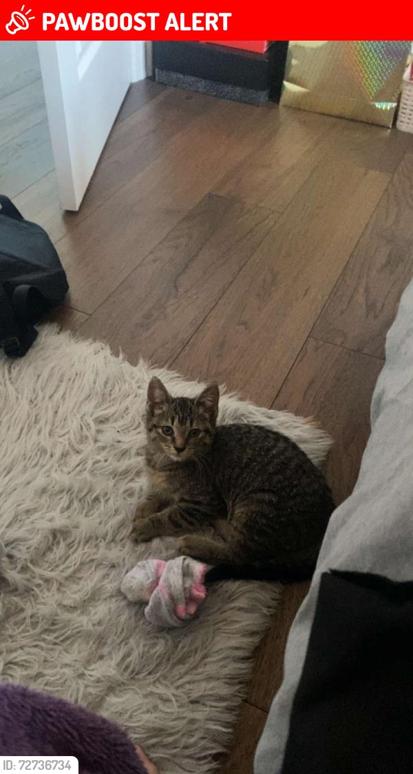Lost Female Cat last seen Cawthra and Rathburn, Mississauga, ON L4W 3K3