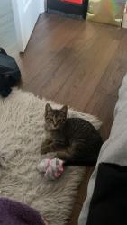 Lost Female Cat last seen Near Allison park, Mississauga, ON L4W 3K3
