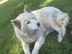 Found/Stray Unknown Dog last seen Silverado park, Long Beach, CA 90810