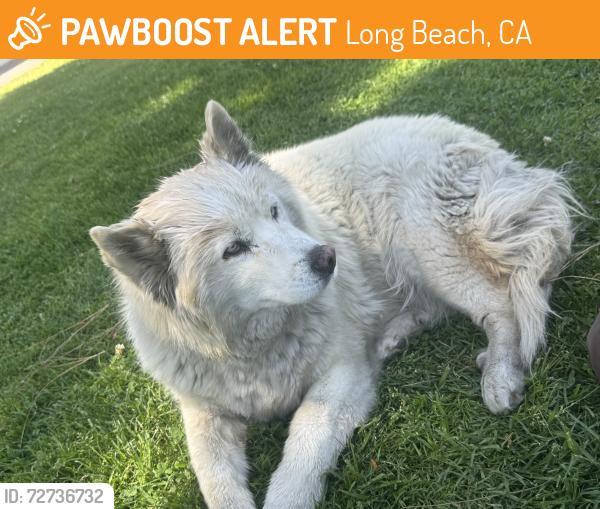 Found/Stray Unknown Dog last seen Silverado park, Long Beach, CA 90810