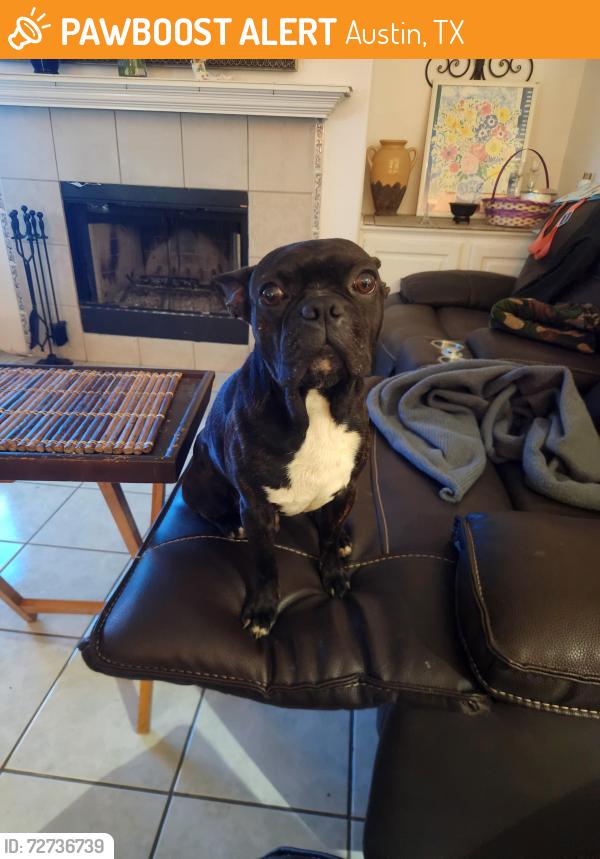 Found/Stray Male Dog last seen Schofield area, Austin, TX 78727