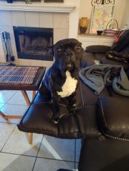Found/Stray Male Dog last seen Schofield area, Austin, TX 78727
