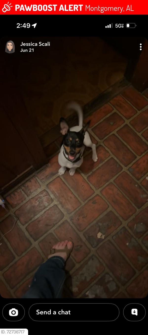 Lost Male Dog last seen Highland avenue and Ann st, Montgomery, AL 36107