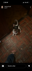 Lost Male Dog last seen Highland avenue and Ann st, Montgomery, AL 36107