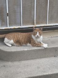 Found/Stray Unknown Cat last seen Chestnut and Hill, Long Beach, CA 90806