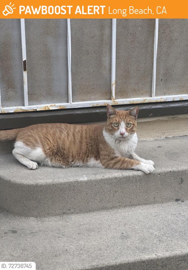Found/Stray Unknown Cat last seen Chestnut and Hill, Long Beach, CA 90806