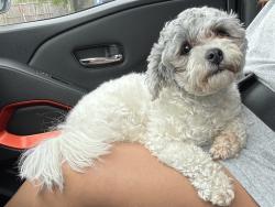 Found/Stray Female Dog last seen Take 5 , Corpus Christi, TX 78411