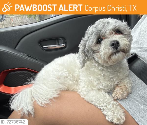 Found/Stray Female Dog last seen Take 5 , Corpus Christi, TX 78411