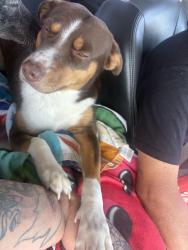 Lost Male Dog last seen 19th ave and Williams, Scottsdale, AZ 85251