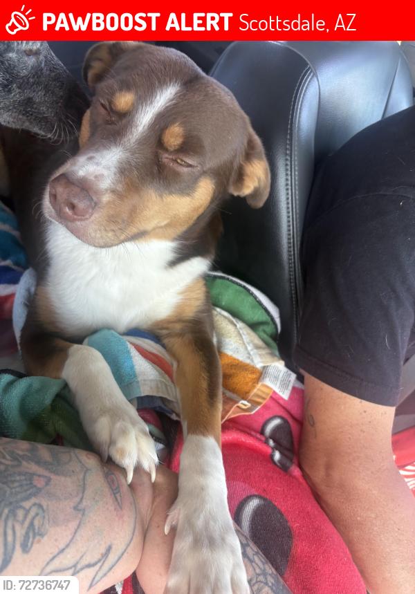 Lost Male Dog last seen 19th ave and Williams, Scottsdale, AZ 85251