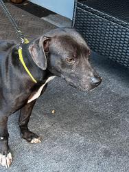 Found/Stray Female Dog last seen Sherwood st , Clearwater, FL 33758