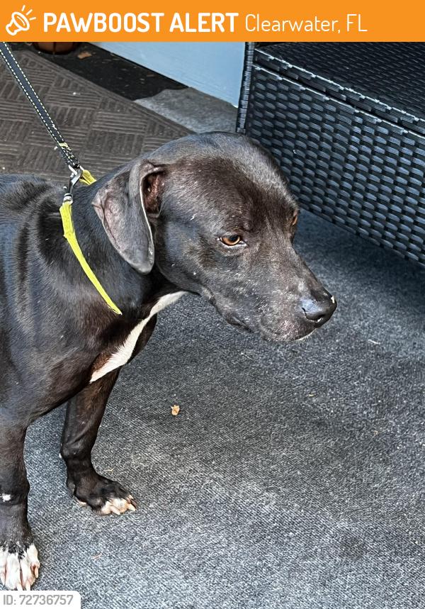 Found/Stray Female Dog last seen Sherwood st , Clearwater, FL 33758
