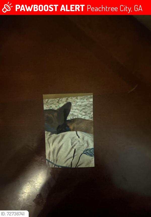 Lost Male Dog last seen E highway 34, Peachtree City, GA 30269
