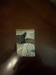 Lost Male Dog last seen E highway 34, Peachtree City, GA 30269
