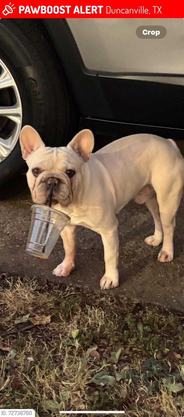 Lost Male Dog last seen Wind river drive and oriele drive. Duncanville tx 75116, Duncanville, TX 75116