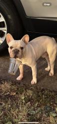 Lost Male Dog last seen Wind river drive and oriele drive. Duncanville tx 75116, Duncanville, TX 75116