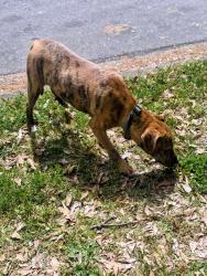 Found/Stray Male Dog last seen Hawthorne Ave , Athens, GA 30606