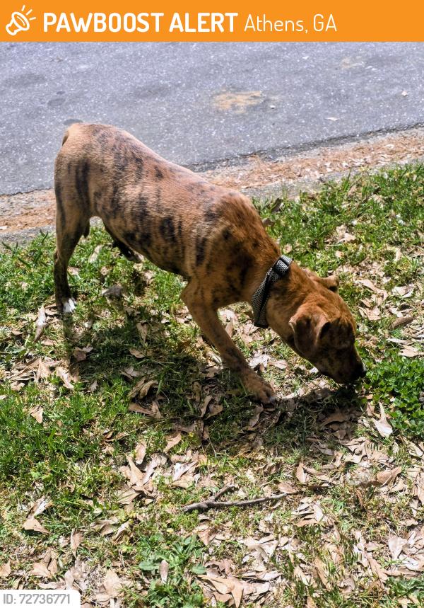 Found/Stray Male Dog last seen Hawthorne Ave , Athens, GA 30606