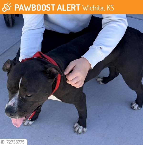 Found/Stray Female Dog last seen K42 & Maize, Wichita, KS 67215