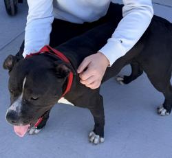 Found/Stray Female Dog last seen K42 & Maize, Wichita, KS 67215