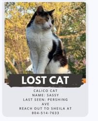 Lost Female Cat last seen Pershing ave, Lakeside, VA 23228