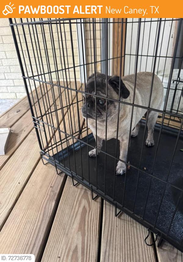 Found/Stray Female Dog last seen Near Oakshade dr New Caney , New Caney, TX 77357